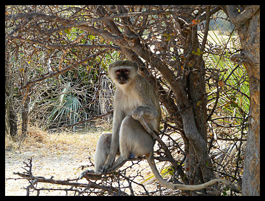 vervet